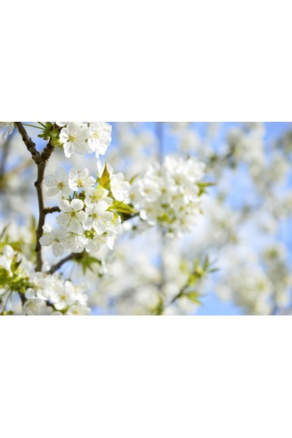 Prunus avium ‘Bigarreau Becker’